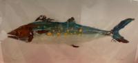 Spanish Mackerel $55 by Fred Fisher